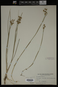 Juncus nodosus image
