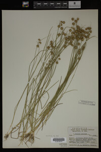 Juncus nodosus image