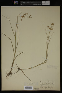 Juncus nodosus image