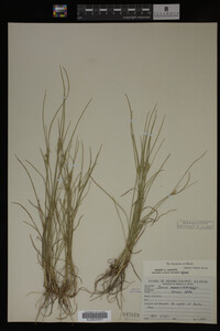 Juncus tenuis image