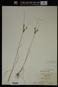 Juncus tenuis image
