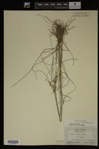 Juncus tenuis image