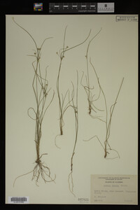 Juncus tenuis image