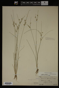 Juncus tenuis image