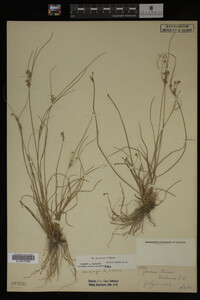 Juncus tenuis image