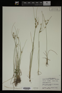 Juncus tenuis image