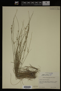 Juncus tenuis image