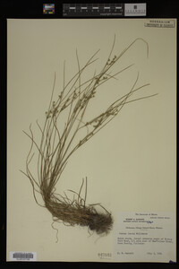 Juncus tenuis image