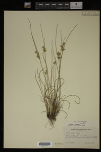Juncus tenuis image