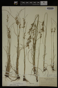 Juncus tenuis image