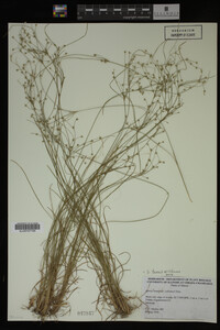 Juncus tenuis image