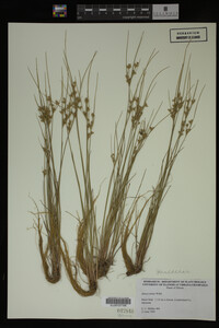 Juncus tenuis image