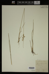 Juncus tenuis image