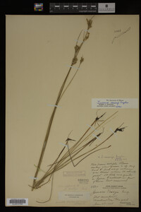 Media resource of Juncus vaseyi