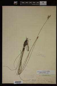 Juncus vaseyi image