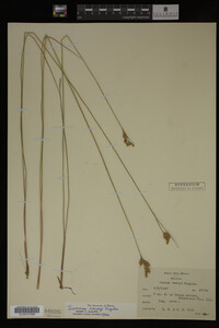 Juncus vaseyi image
