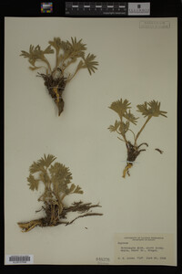 Image Associated With the Occurrence