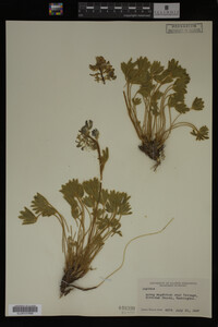 Image Associated With the Occurrence