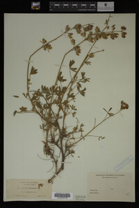 Image Associated With the Occurrence
