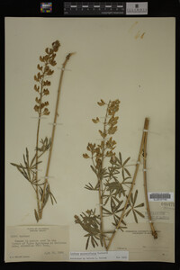 Lupinus angustiflorus image