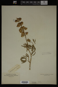 Image Associated With the Occurrence