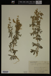 Lupinus argenteus image