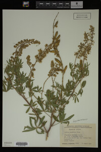 Lupinus argenteus image