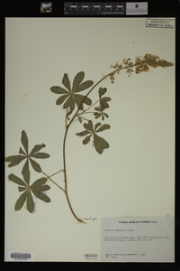 Lupinus argenteus image