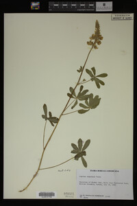 Lupinus argenteus image