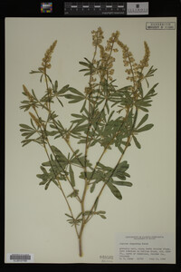 Lupinus argenteus image