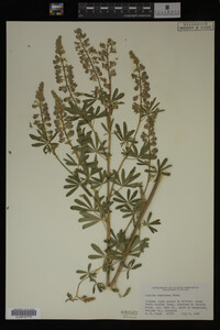 Lupinus argenteus image