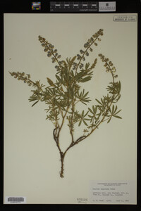 Lupinus argenteus image