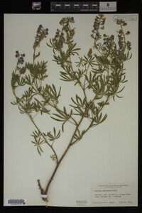 Lupinus argenteus image