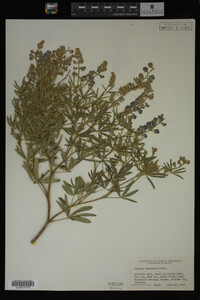 Lupinus argenteus image