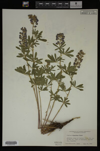 Lupinus argenteus image