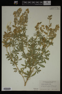 Lupinus argenteus image