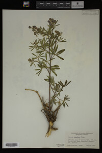 Lupinus argenteus image