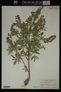 Lupinus argenteus image