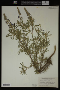 Lupinus argenteus image