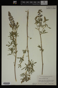 Lupinus argenteus image