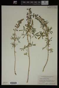 Lupinus argenteus image