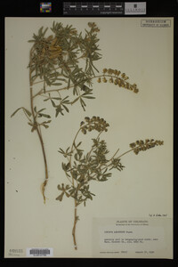 Lupinus argenteus image