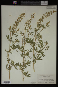 Lupinus argenteus image
