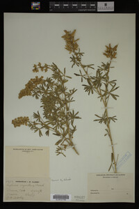 Lupinus argenteus image