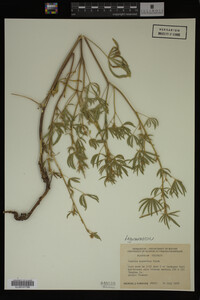Lupinus argenteus image
