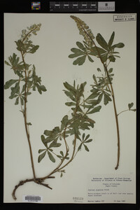 Lupinus argenteus image