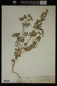 Lupinus argenteus image
