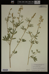 Lupinus argenteus image