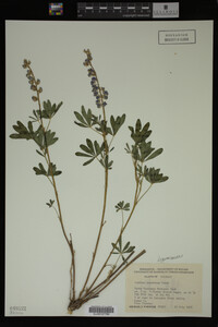 Lupinus argenteus image