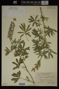 Lupinus argenteus image